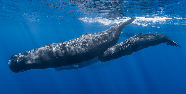 Sperm whale pod